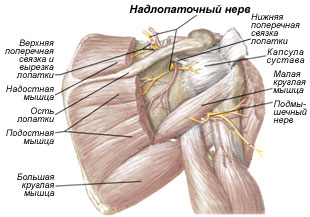 Иннервация мышц плечевого пояса, вид сзади